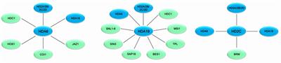 Plant Responses to Abiotic Stress Regulated by Histone Deacetylases